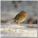 Robin Burns Photo 28