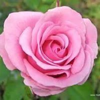 Debra Derr Photo 17