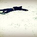 April Snow Photo 32
