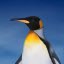 Paul Collier Photo 28