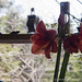 Nancy Greenwood Photo 15