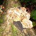 Gary Nehring Photo 5