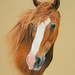 Jason Chestnut Photo 12
