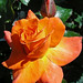 Rose Buck Photo 16