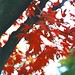 Jeannie Maple Photo 10