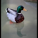 Duck Ahn Photo 10