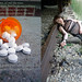 Amy Holcomb Photo 9