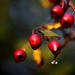 Dawn Berry Photo 17