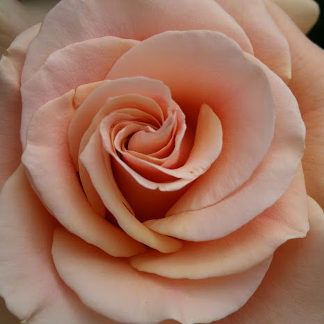 Kathi Rose Photo 28
