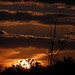 Joy Crain Photo 10