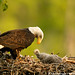 Ron Niebrugge Photo 9