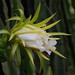 Trang Phan Photo 19
