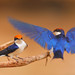 James Nester Photo 28