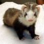 Joanne Howell Photo 16
