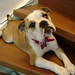 Virginia Potts Photo 15