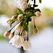 Joann Bloom Photo 9