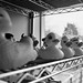 Julie Duck Photo 18