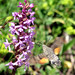 Monte Preece Photo 7