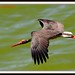 David Caceres Photo 43