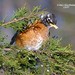 Mary Robins Photo 23