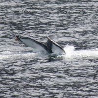 Richard Crooks Photo 31