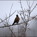 Robin Meadows Photo 22