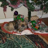 Cindy Matheson Photo 7
