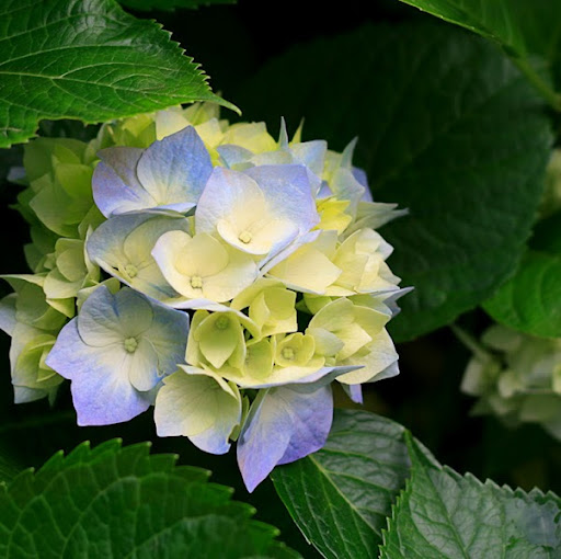 Donna Maxwell Photo 35