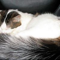 Kitty Sherman Photo 3