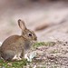Jeffrey Hare Photo 31