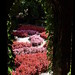 Albert Primavera Photo 10