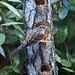 Judith Sparrow Photo 12