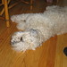 Heather Downing Photo 35