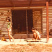 Cynthia Norwood Photo 20