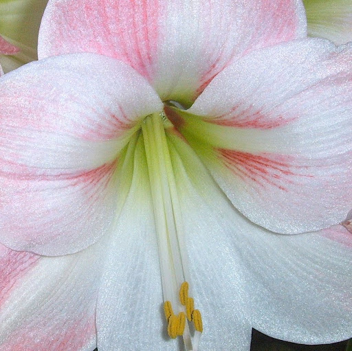 Diane Murray Photo 7