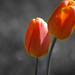 Thomas Anderer Photo 5