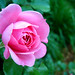 Rose Willis Photo 39