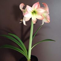 Teresa Smallwood Photo 24