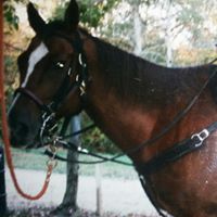 Julie Whitt Photo 18