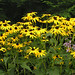 Susan Flowers Photo 15