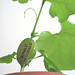 Ronald Plant Photo 13