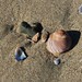 Timothy Shell Photo 15