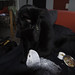 Tommie Gray Photo 17