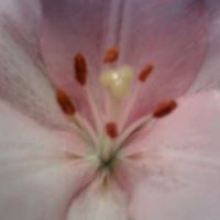 Marilyn Qualls Photo 4