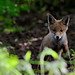 Craig Fox Photo 15