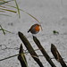 Robin Kelsey Photo 14