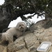 Charlie Gabriel Photo 18