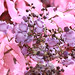 Lila Paradise Photo 12