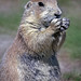 Robert Burrows Photo 37