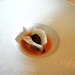 David Bream Photo 7